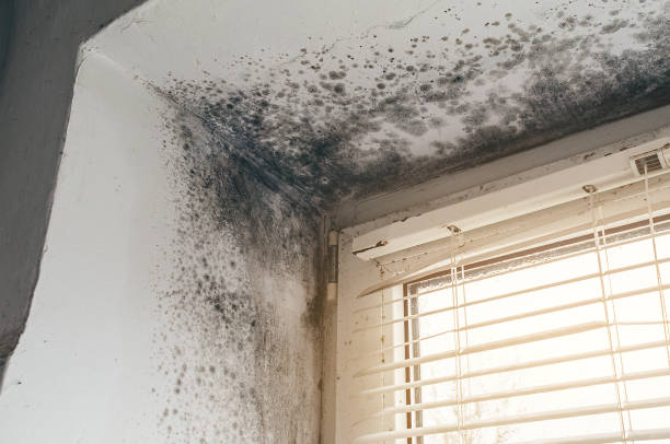 Affordable Mold Cleanup solutions in Port Royal, PA